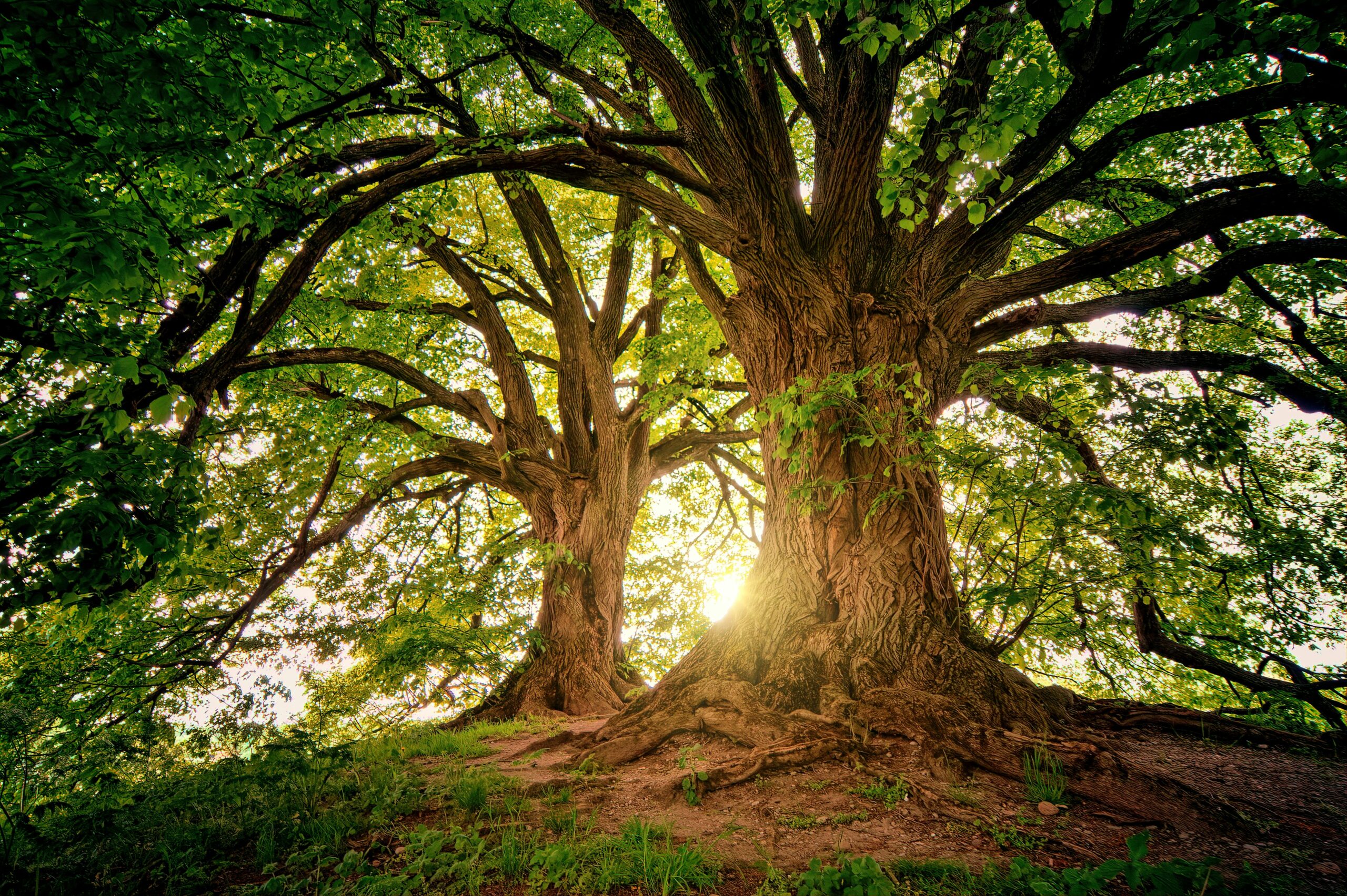 Natural Environment
